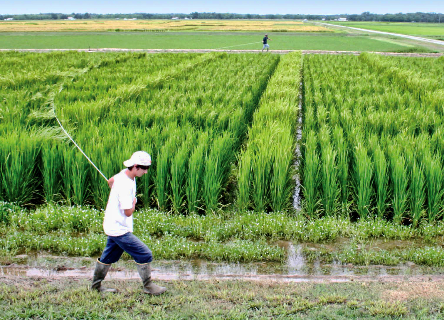 Арпачин рисовые поля