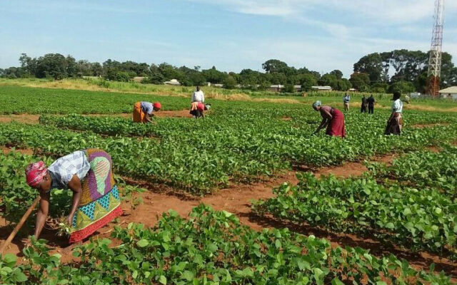 Media on Climate Smart Agriculture – Sharon Inone